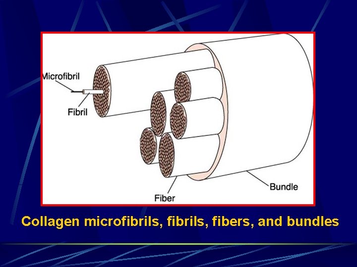Collagen microfibrils, fibers, and bundles 