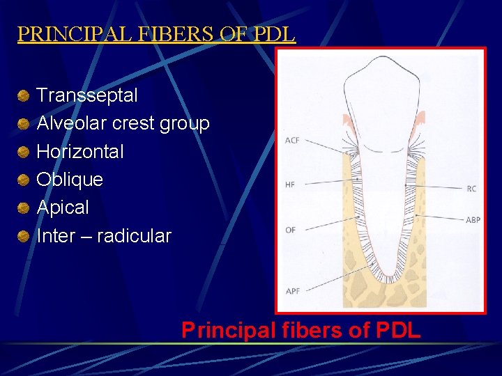PRINCIPAL FIBERS OF PDL Transseptal Alveolar crest group Horizontal Oblique Apical Inter – radicular