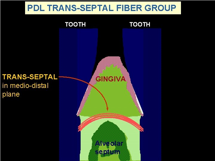 PDL TRANS-SEPTAL FIBER GROUP TOOTH TRANS-SEPTAL in medio-distal plane TOOTH GINGIVA Alveolar septum 