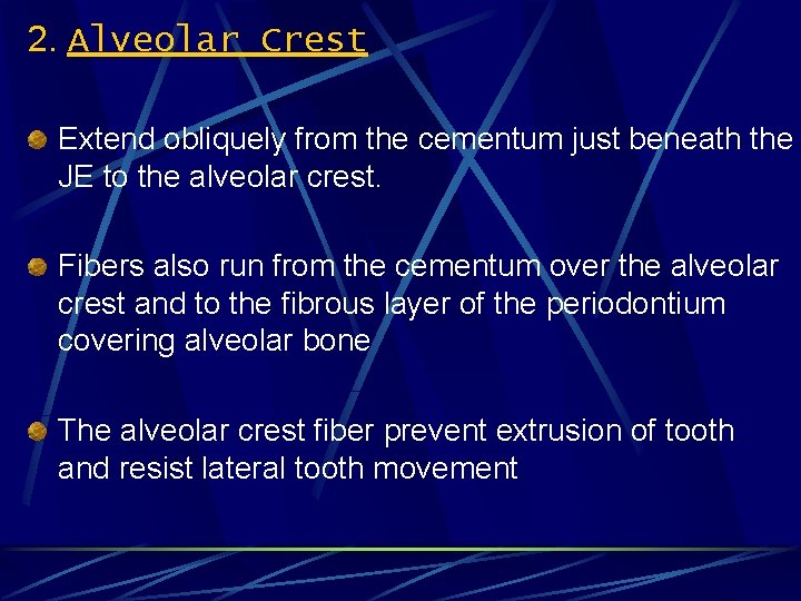 2. Alveolar Crest Extend obliquely from the cementum just beneath the JE to the