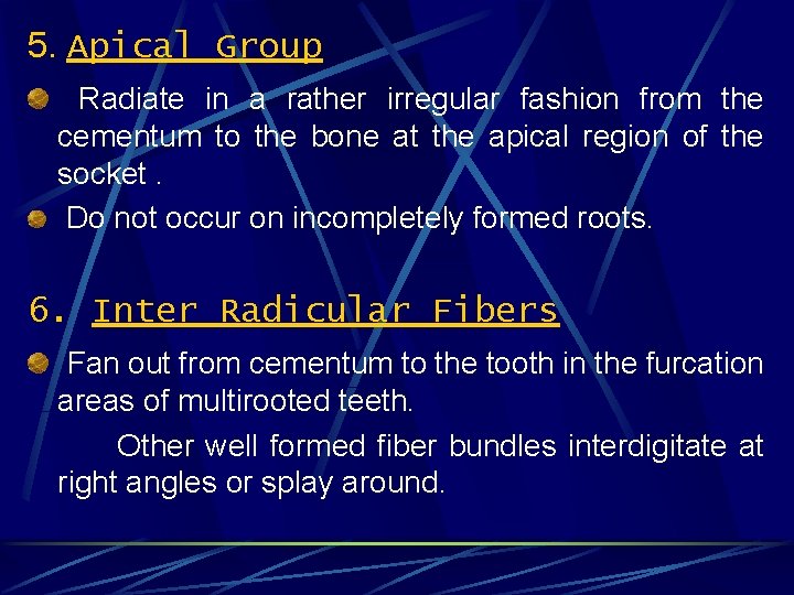 5. Apical Group Radiate in a rather irregular fashion from the cementum to the