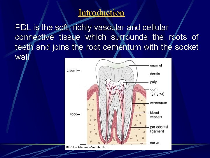 Introduction PDL is the soft, richly vascular and cellular connective tissue which surrounds the