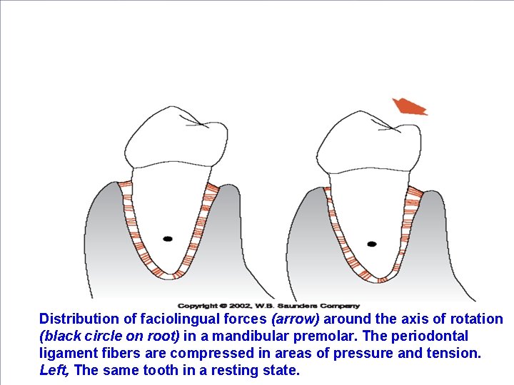 Distribution of faciolingual forces (arrow) around the axis of rotation (black circle on root)