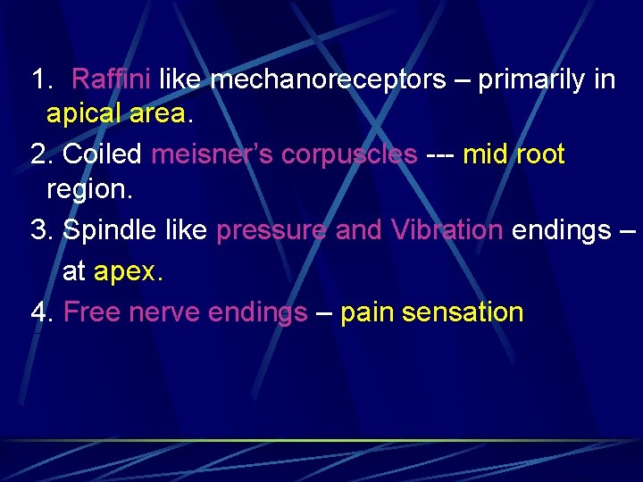 1. Raffini like mechanoreceptors – primarily in apical area. 2. Coiled meisner’s corpuscles ---