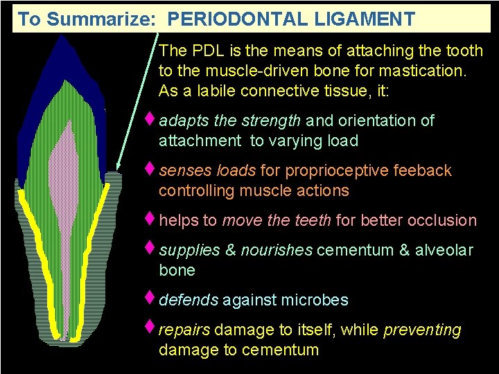 To Summarize: PERIODONTAL LIGAMENT The PDL is the means of attaching the tooth to