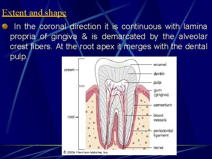 Extent and shape In the coronal direction it is continuous with lamina propria of