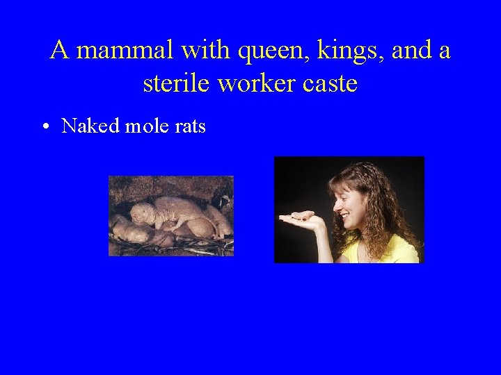 A mammal with queen, kings, and a sterile worker caste • Naked mole rats