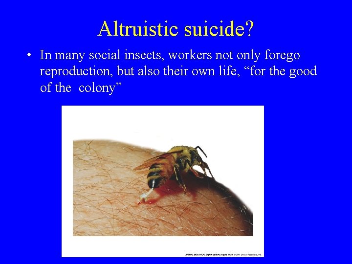 Altruistic suicide? • In many social insects, workers not only forego reproduction, but also