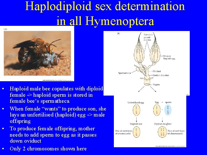 Haplodiploid sex determination in all Hymenoptera • Haploid male bee copulates with diploid female