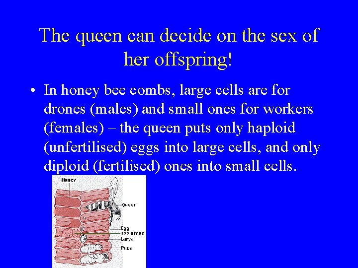 The queen can decide on the sex of her offspring! • In honey bee