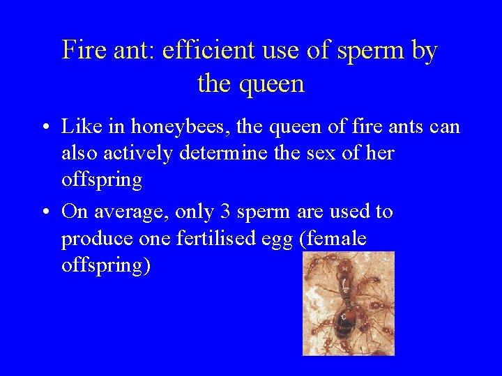 Fire ant: efficient use of sperm by the queen • Like in honeybees, the