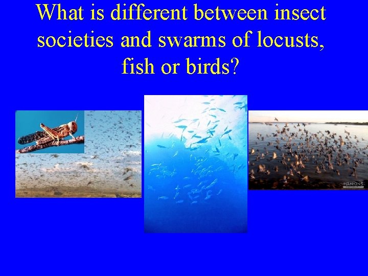 What is different between insect societies and swarms of locusts, fish or birds? 