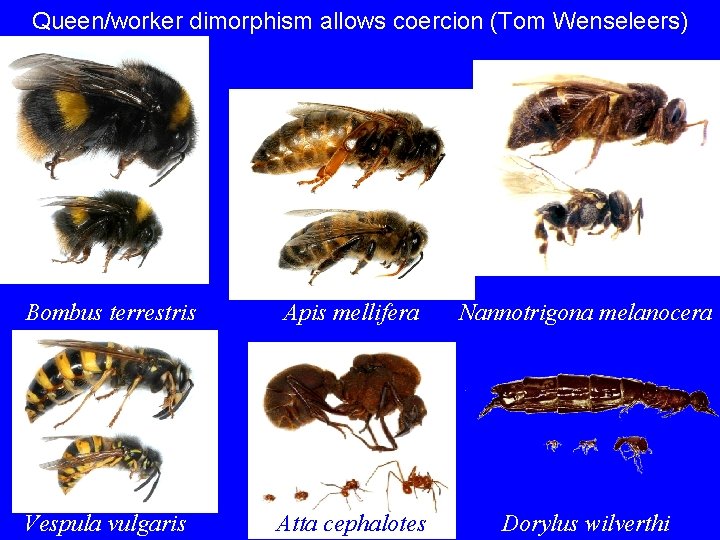 Queen/worker dimorphism allows coercion (Tom Wenseleers) Bombus terrestris Apis mellifera Nannotrigona melanocera Vespula vulgaris