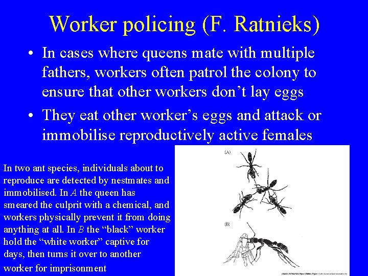 Worker policing (F. Ratnieks) • In cases where queens mate with multiple fathers, workers