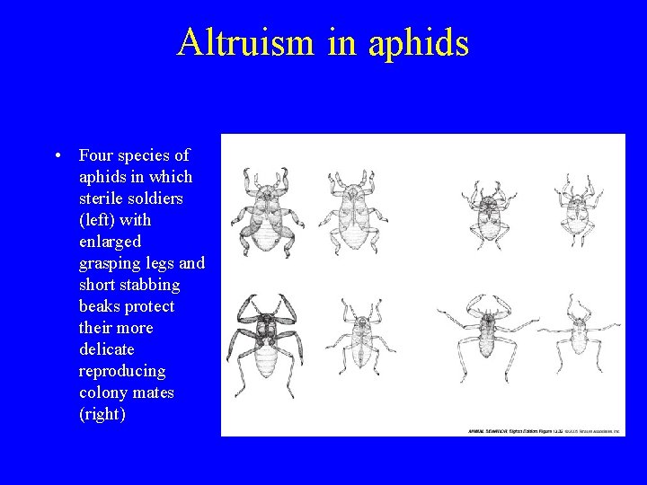 Altruism in aphids • Four species of aphids in which sterile soldiers (left) with