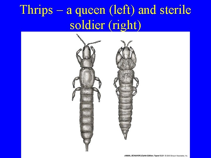 Thrips – a queen (left) and sterile soldier (right) 