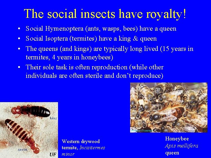 The social insects have royalty! • Social Hymenoptera (ants, wasps, bees) have a queen