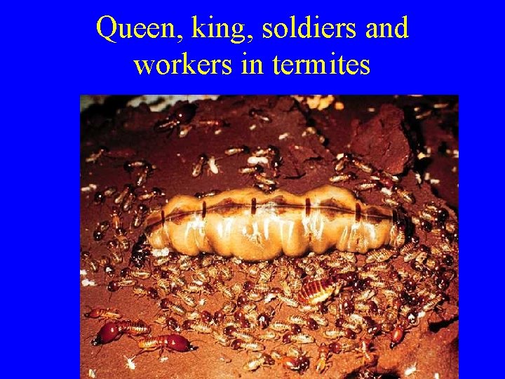 Queen, king, soldiers and workers in termites 