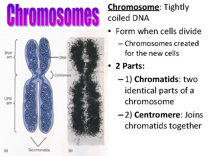Chromosome: Tightly coiled DNA • Form when cells divide – Chromosomes created for the