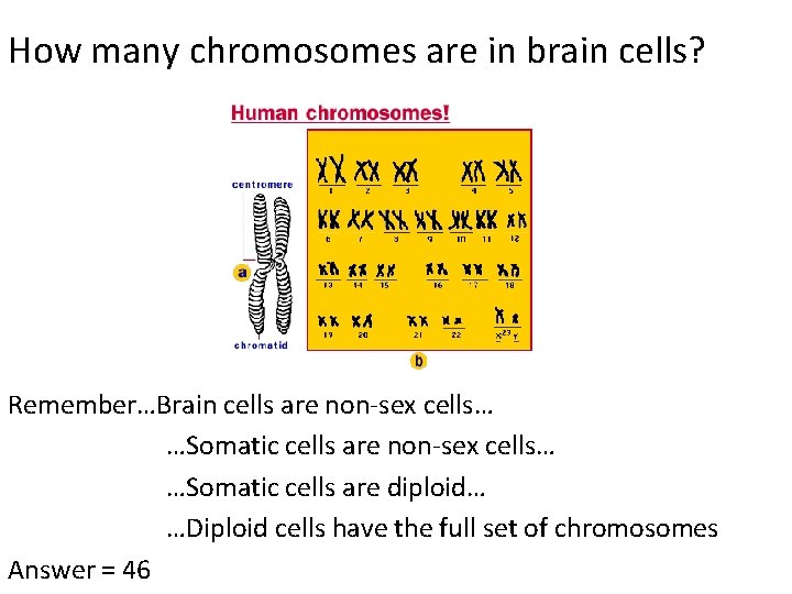 How many chromosomes are in brain cells? Remember…Brain cells are non-sex cells… …Somatic cells How many chromosomes are in brain cells? Remember…Brain cells are non-sex cells… …Somatic cells