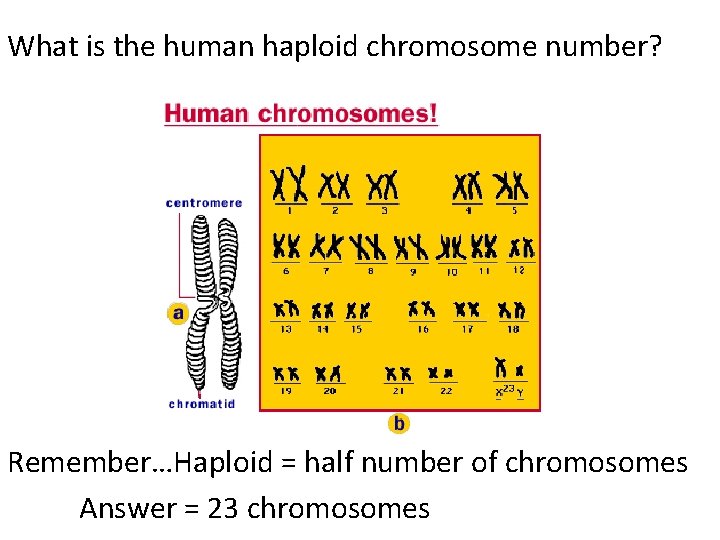 What is the human haploid chromosome number? Remember…Haploid = half number of chromosomes Answer