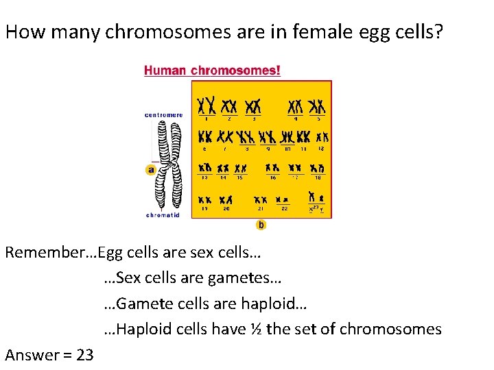 How many chromosomes are in female egg cells? Remember…Egg cells are sex cells… …Sex How many chromosomes are in female egg cells? Remember…Egg cells are sex cells… …Sex