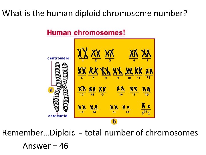 What is the human diploid chromosome number? Remember…Diploid = total number of chromosomes Answer What is the human diploid chromosome number? Remember…Diploid = total number of chromosomes Answer