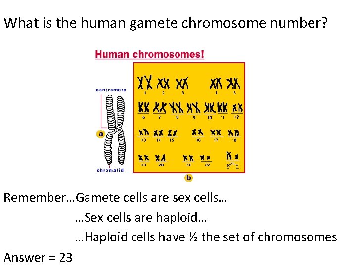 What is the human gamete chromosome number? Remember…Gamete cells are sex cells… …Sex cells