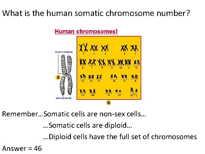 What is the human somatic chromosome number? Remember…Somatic cells are non-sex cells… …Somatic cells