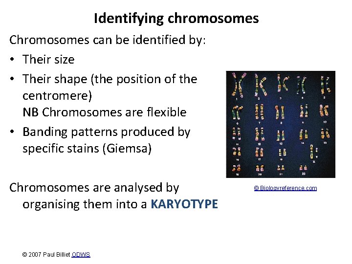 Identifying chromosomes Chromosomes can be identified by: • Their size • Their shape (the