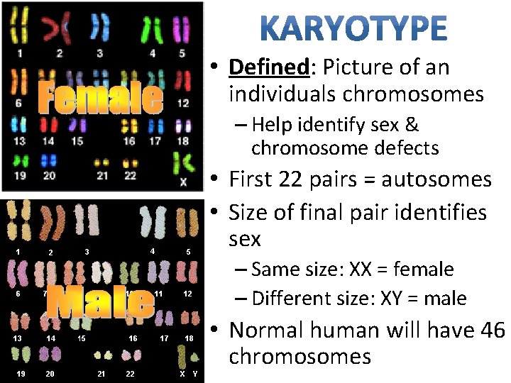  • Defined: Picture of an individuals chromosomes – Help identify sex & chromosome