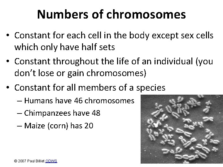 Numbers of chromosomes • Constant for each cell in the body except sex cells