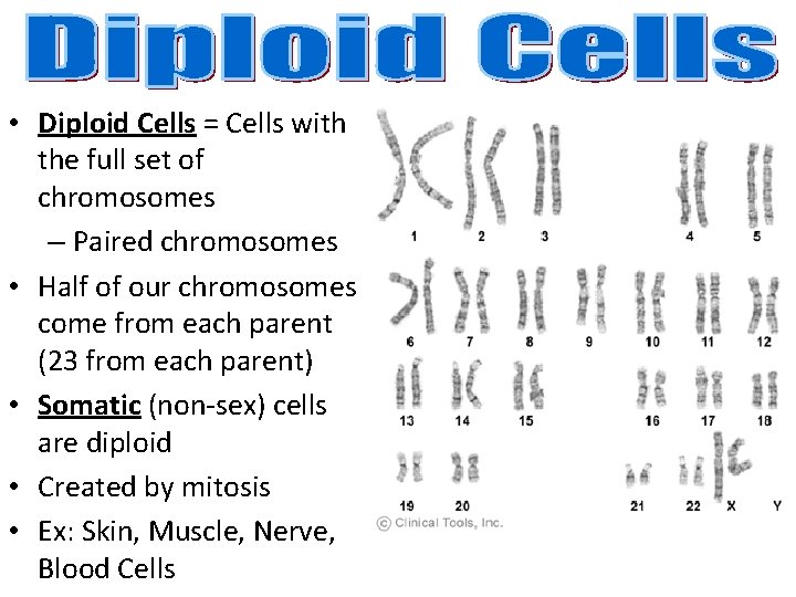  • Diploid Cells = Cells with the full set of chromosomes – Paired