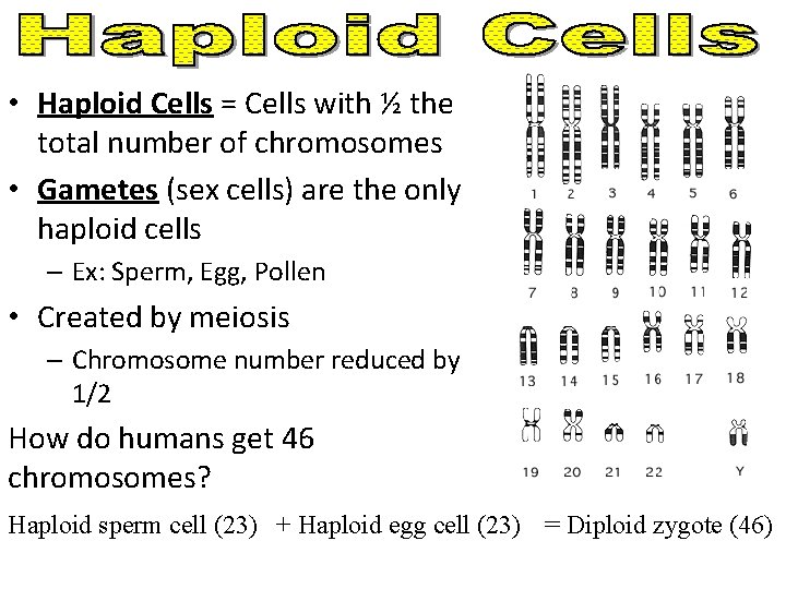  • Haploid Cells = Cells with ½ the total number of chromosomes •