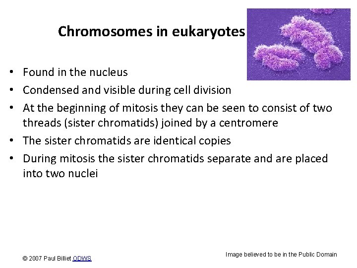 Chromosomes in eukaryotes • Found in the nucleus • Condensed and visible during cell