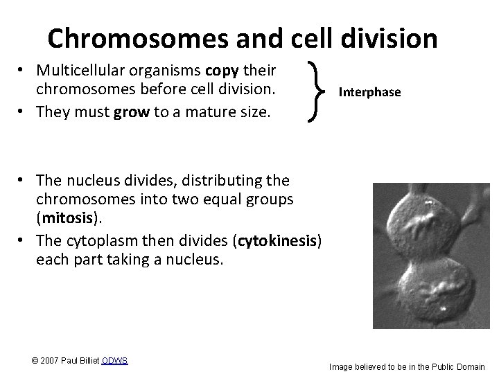 Chromosomes and cell division • Multicellular organisms copy their chromosomes before cell division. •
