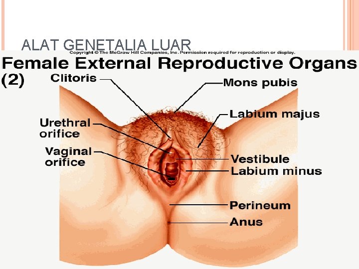 ALAT GENETALIA LUAR 