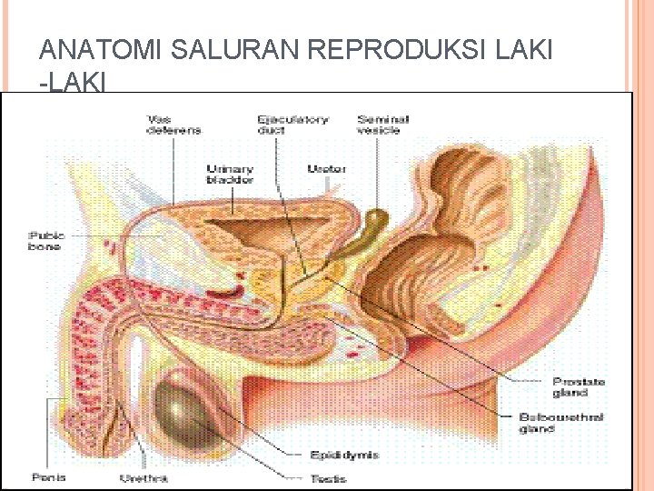 ANATOMI SALURAN REPRODUKSI LAKI -LAKI 