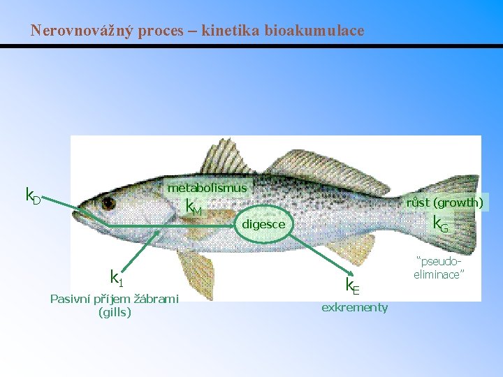 Nerovnovážný proces – kinetika bioakumulace metabolismus k. D k. M k 1 Pasivní příjem