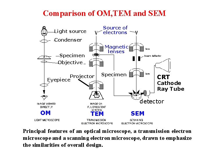 Comparison of OM, TEM and SEM Source of electrons Light source Condenser Magnetic lenses