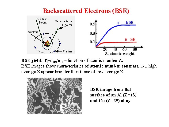 Backscattered Electrons (BSE) BSE yield: h=n. BS/n. B ~ function of atomic number Z.