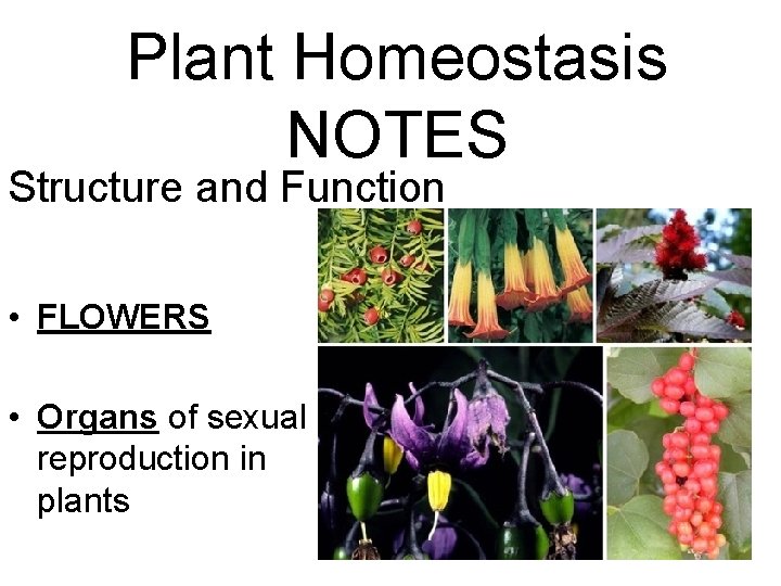 Plant Homeostasis NOTES Structure and Function • FLOWERS • Organs of sexual reproduction in