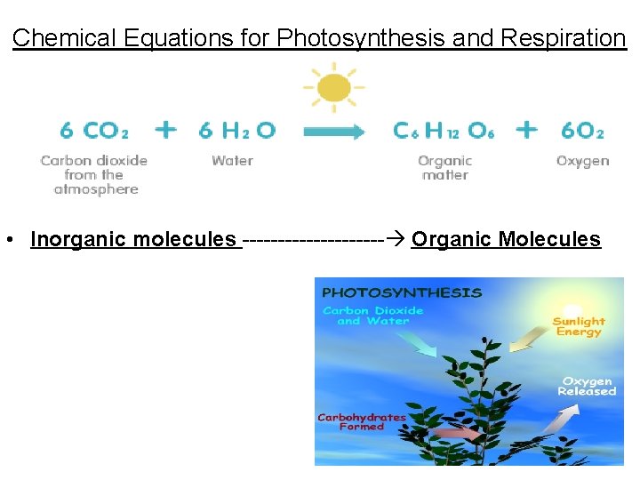 Chemical Equations for Photosynthesis and Respiration • Inorganic molecules ---------- Organic Molecules 