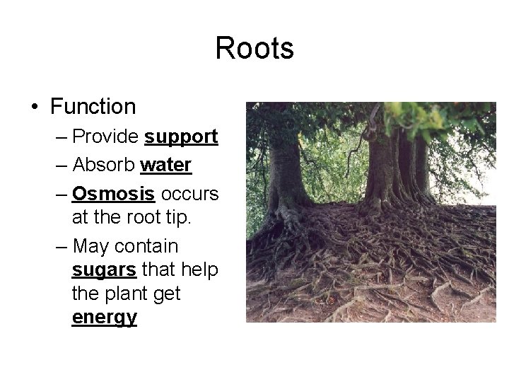 Roots • Function – Provide support – Absorb water – Osmosis occurs at the