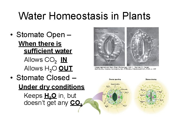 Water Homeostasis in Plants • Stomate Open – When there is sufficient water Allows