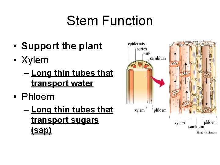 Stem Function • Support the plant • Xylem – Long thin tubes that transport