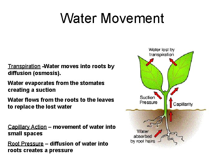 Water Movement Transpiration -Water moves into roots by diffusion (osmosis). Water evaporates from the