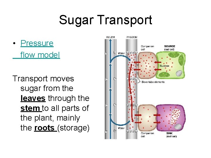 Sugar Transport • Pressure flow model Transport moves sugar from the leaves through the