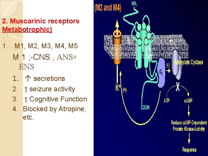 2. Muscarinic receptors Metabotrophic) 1. M 1, M 2, M 3, M 4, M