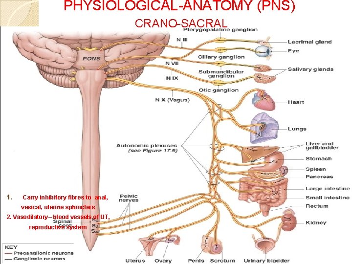 PHYSIOLOGICAL ANATOMY (PNS) CRANO SACRAL 1. Carry inhibitory fibres to anal, vesical, uterine sphincters